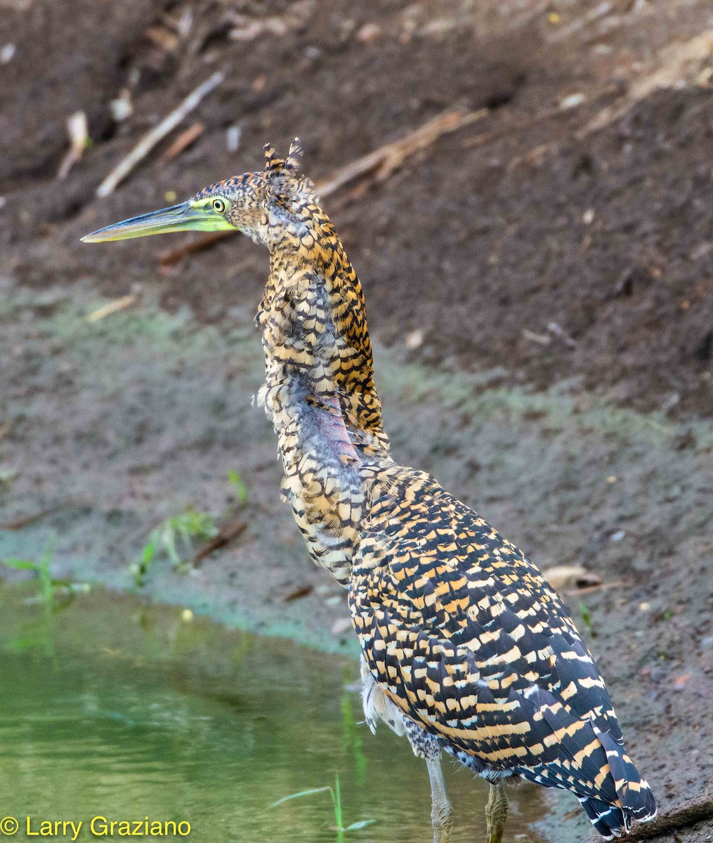 Bare-throated Tiger-Heron - Larry Graziano