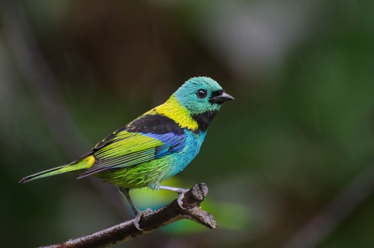 Green-headed Tanager - Marcos Eugênio Birding Guide