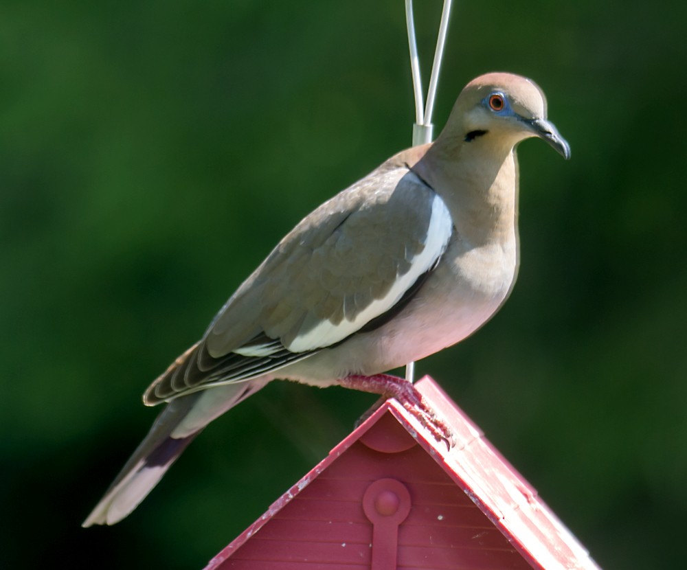 White-winged Dove - ML100526651