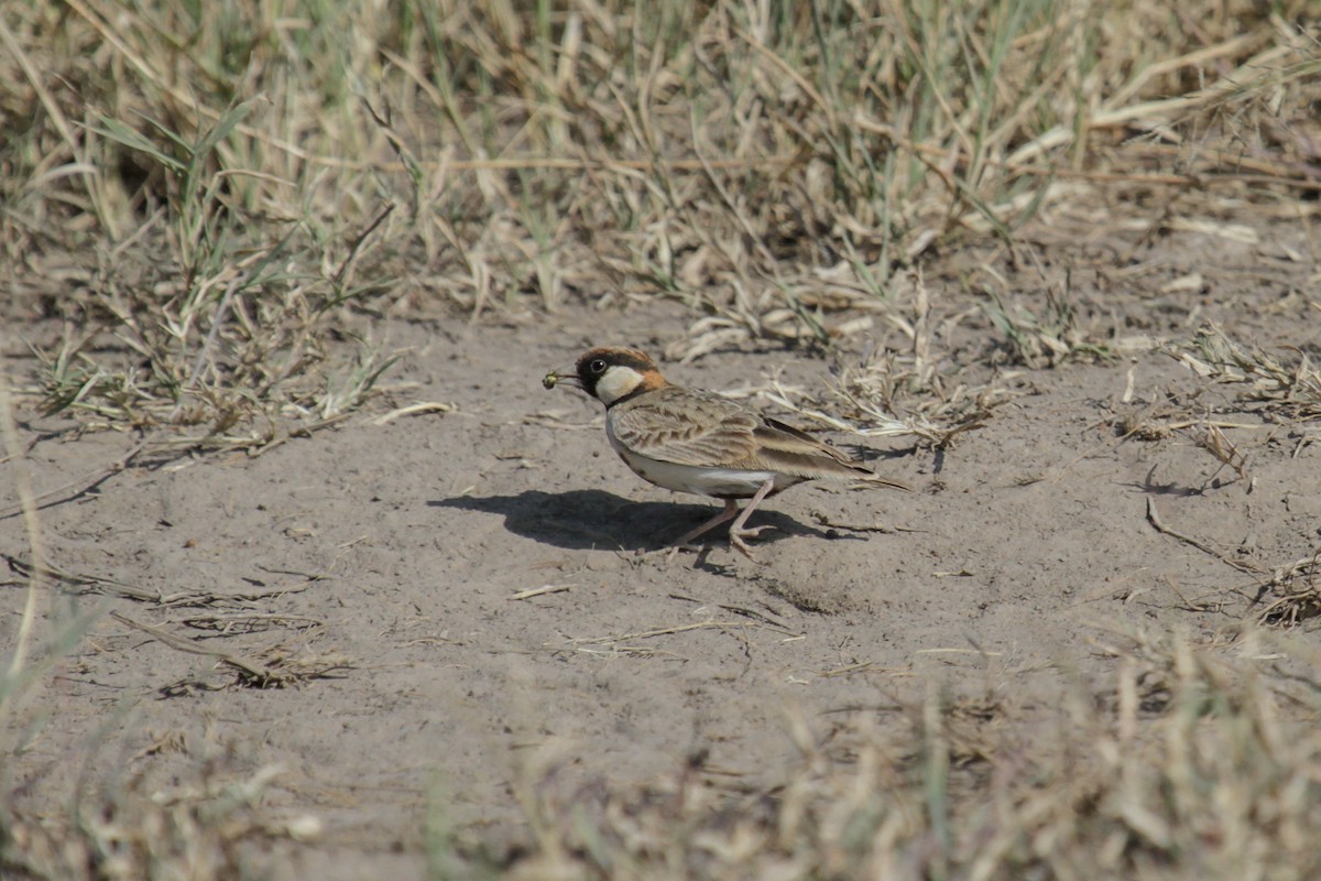 Fischer's Sparrow-Lark - ML100527941