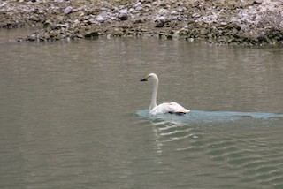 Tundra Swan (Bewick's), ML100531451