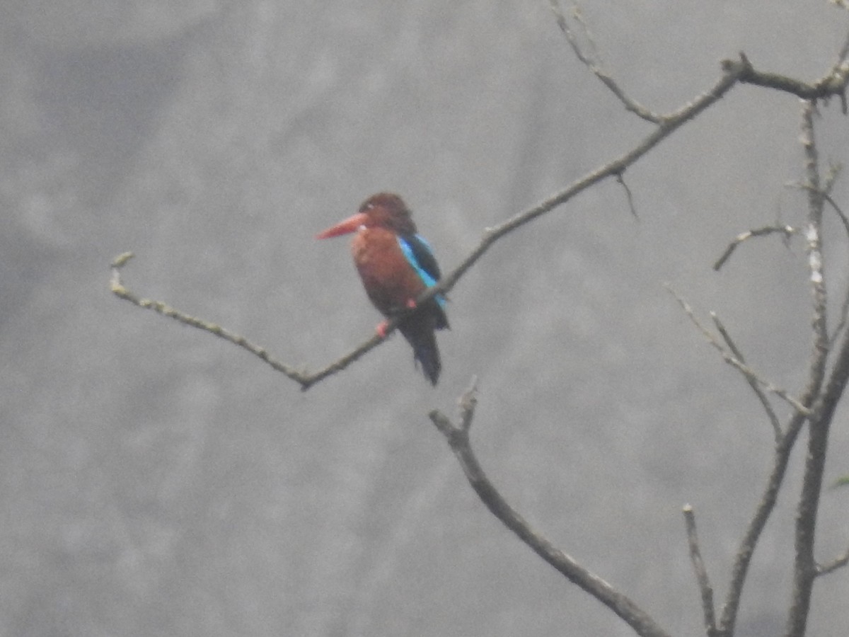 Brown-breasted Kingfisher - ML100532831