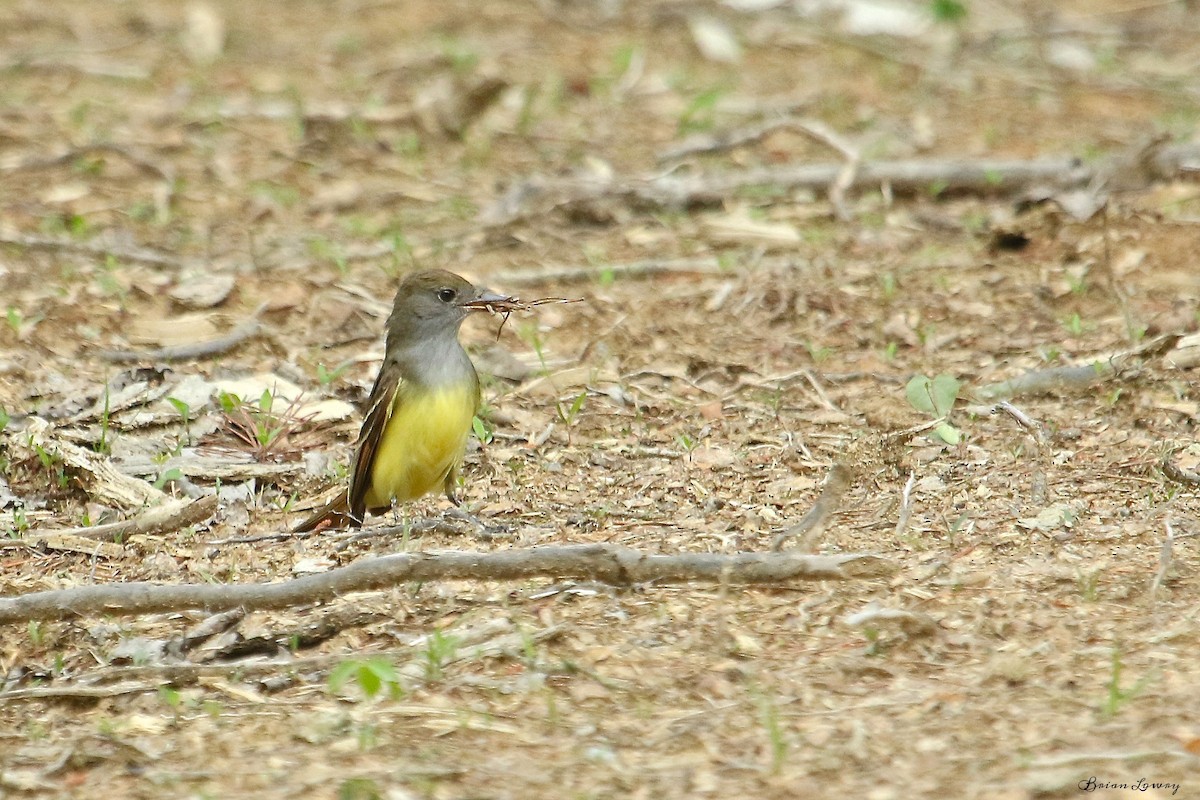 Great Crested Flycatcher - Brian Lowry