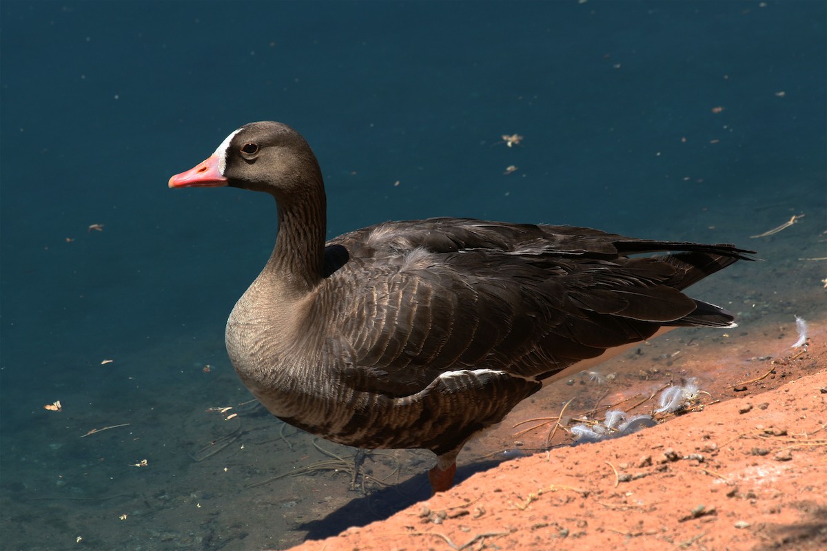 Greater White-fronted Goose - ML100539761