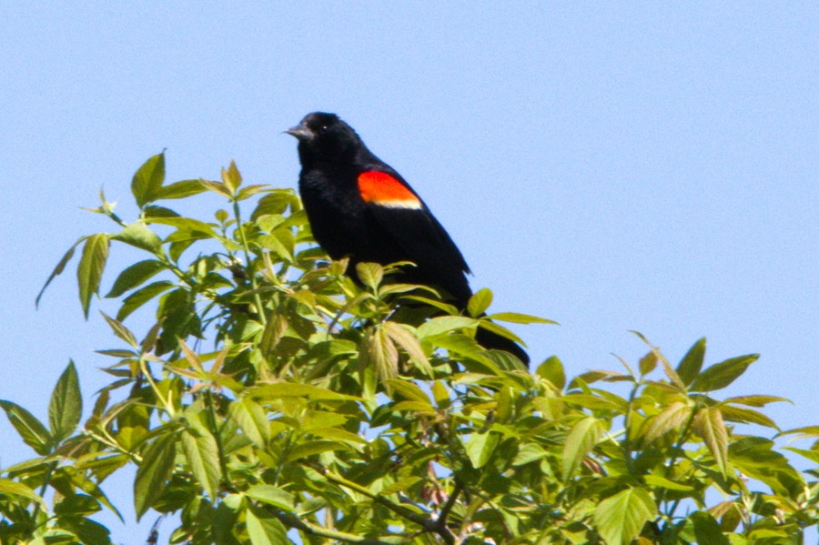 Red-winged Blackbird - Gary Wood