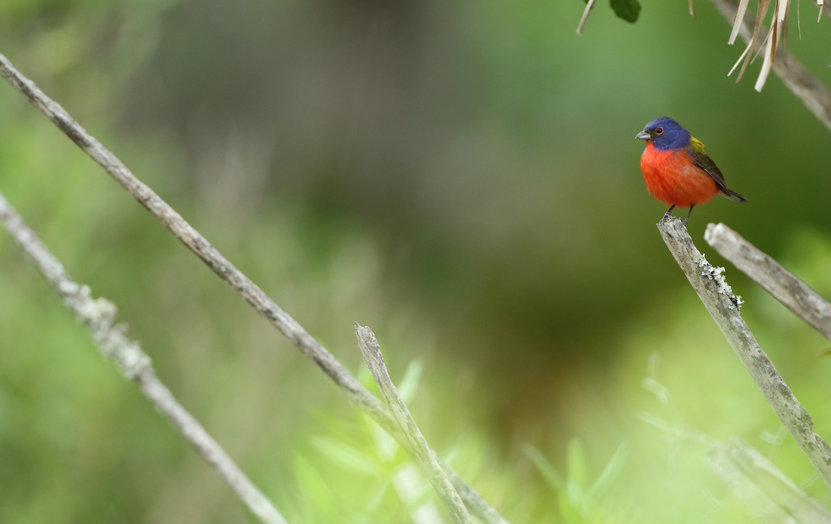 Painted Bunting - ML100543091