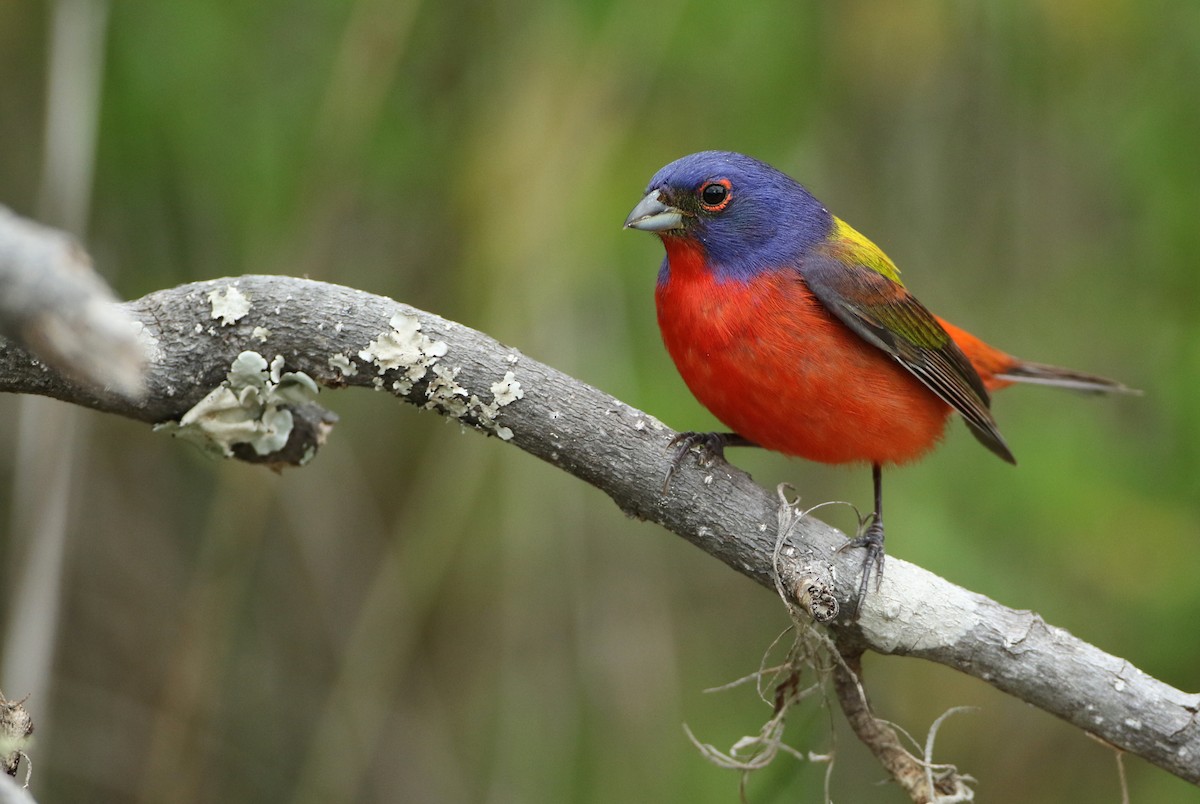 Painted Bunting - ML100543101