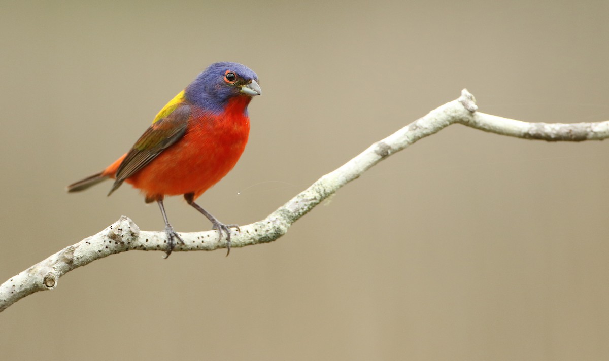 Painted Bunting - ML100543111