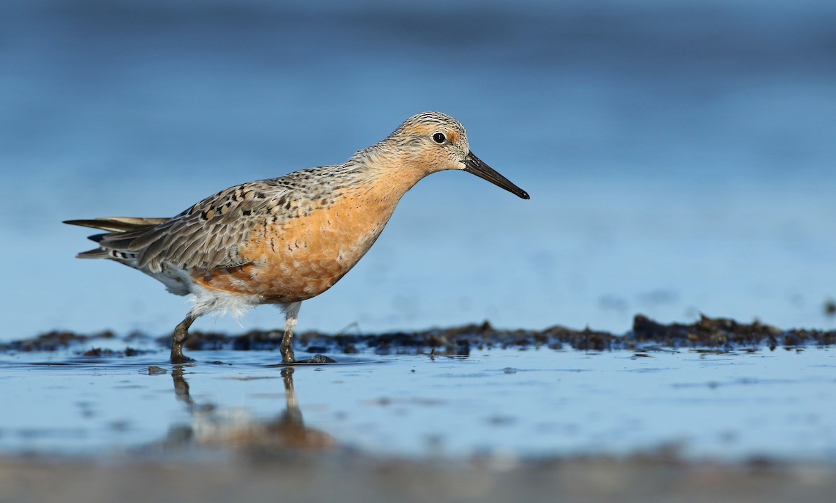 Meet the Red Knot eBird Pacific Northwest