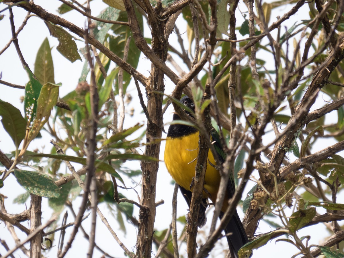 Black-chested Mountain Tanager - ML100547641