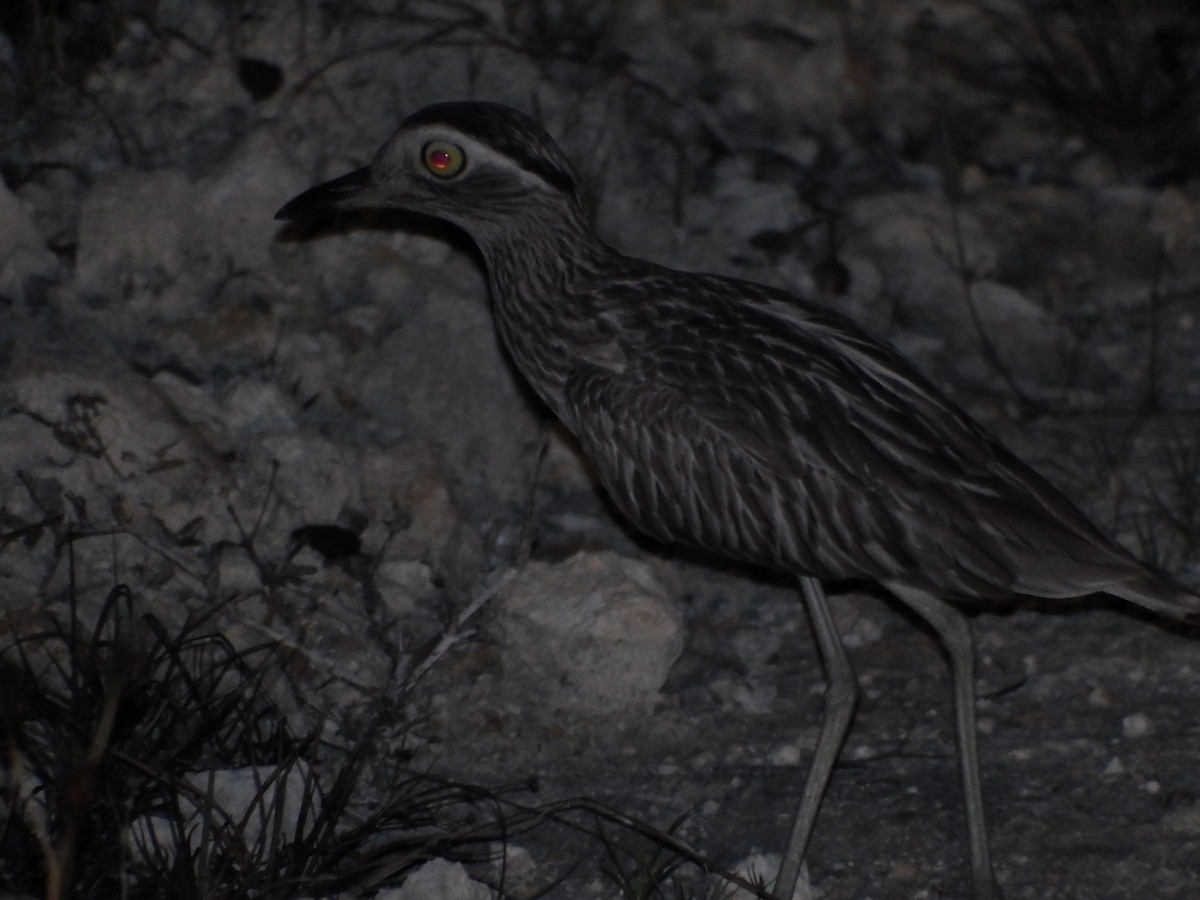 Double-striped Thick-knee - ML100553181