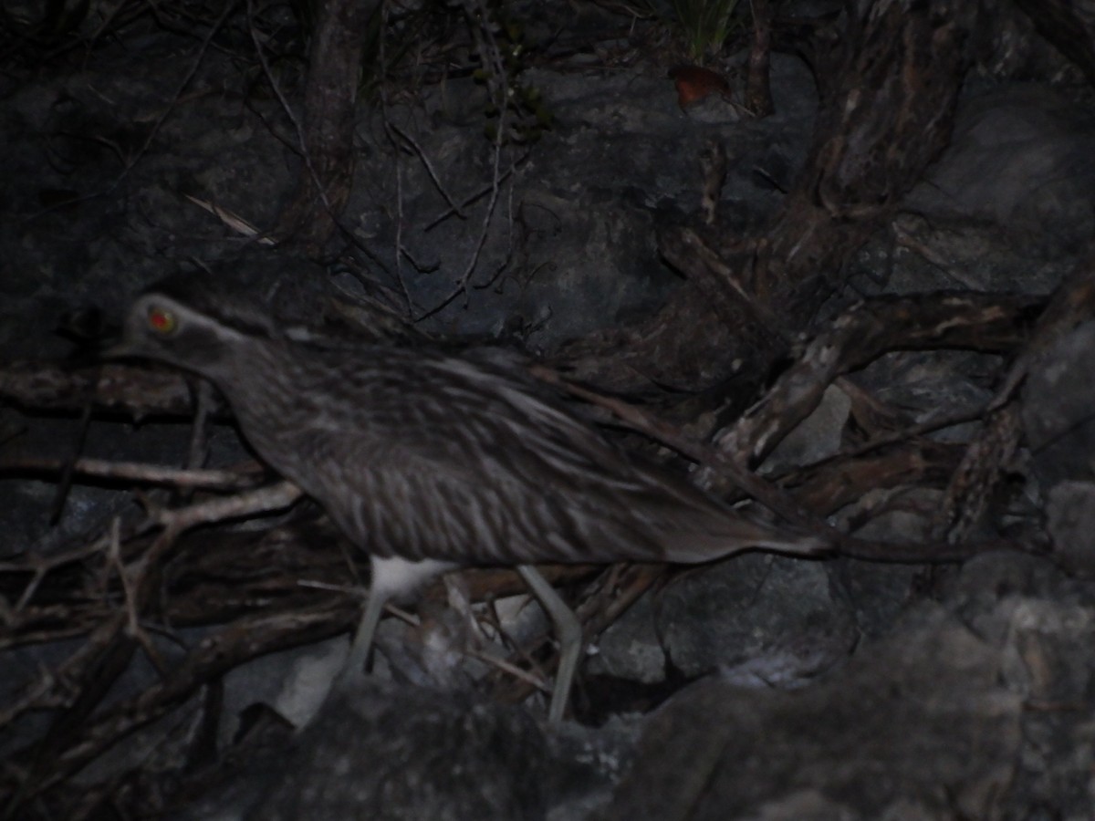 Double-striped Thick-knee - ML100553231