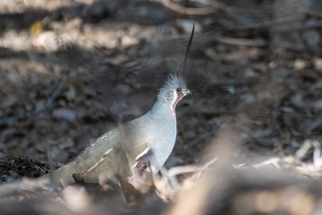 Mountain Quail