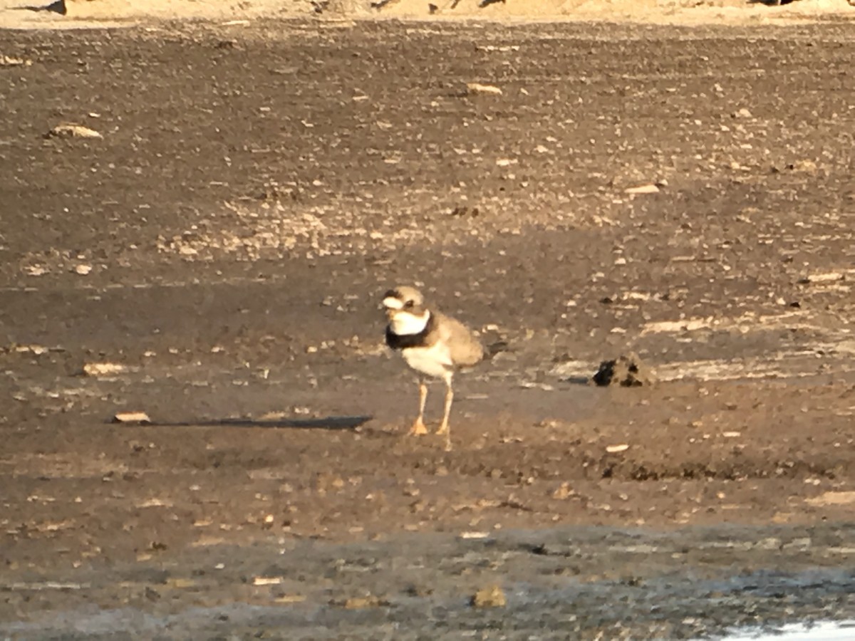 Semipalmated Plover - ML100555441