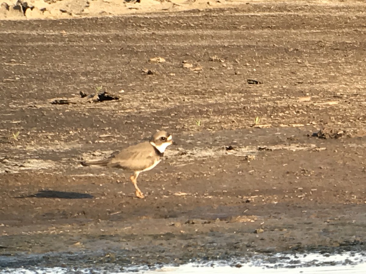 Semipalmated Plover - ML100555461