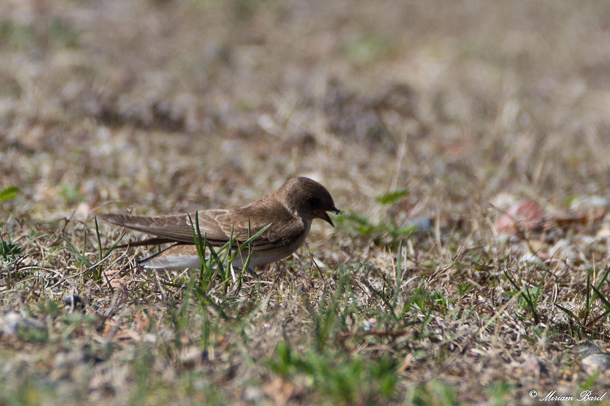 Northern Rough-winged Swallow - ML100555641