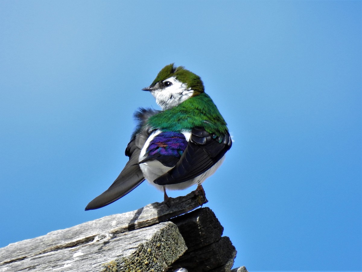 Violet-green Swallow - ML100556561