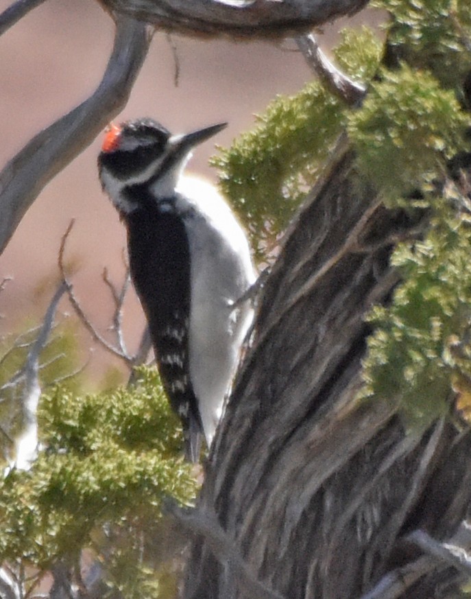 Hairy Woodpecker (Rocky Mts.) - Steven Mlodinow