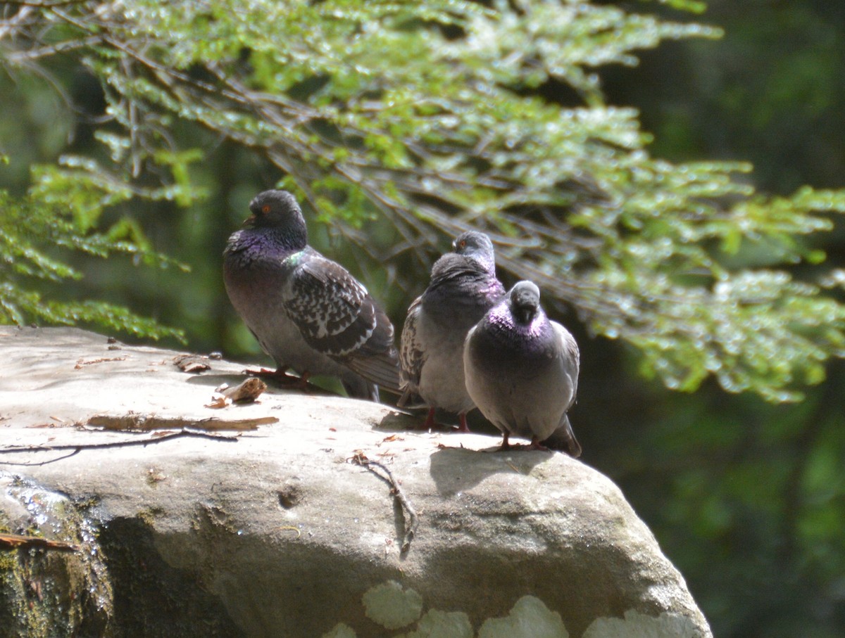 Rock Pigeon (Feral Pigeon) - ML100559781
