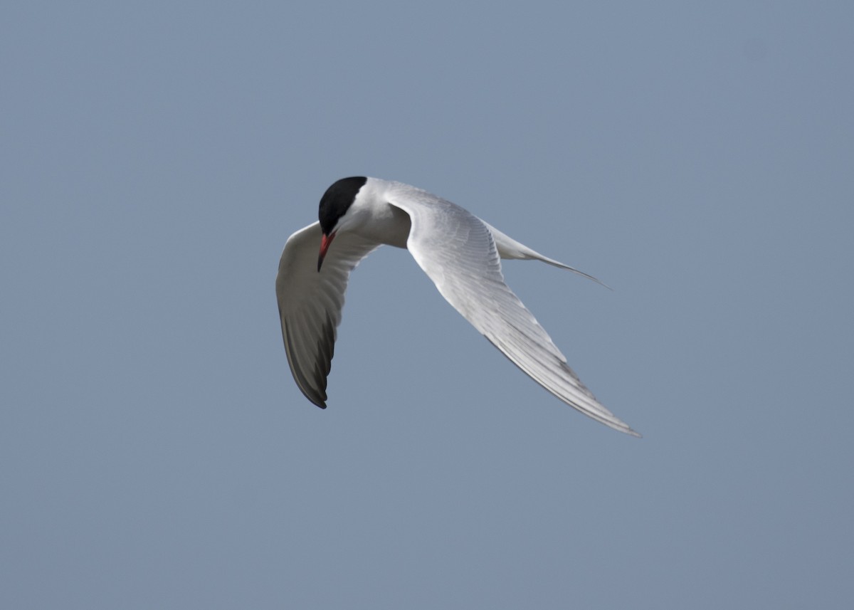 Common Tern - Anthony Kaduck