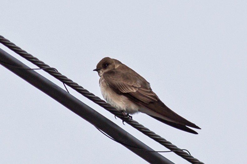 Northern Rough-winged Swallow - William Keim