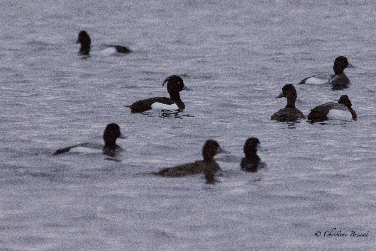 Tufted Duck - ML100565971
