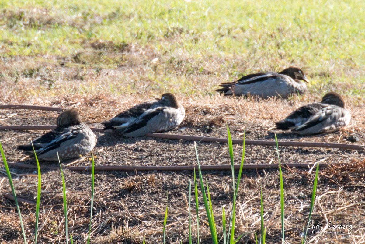 Maned Duck - Chris Rehberg  | Sydney Birding