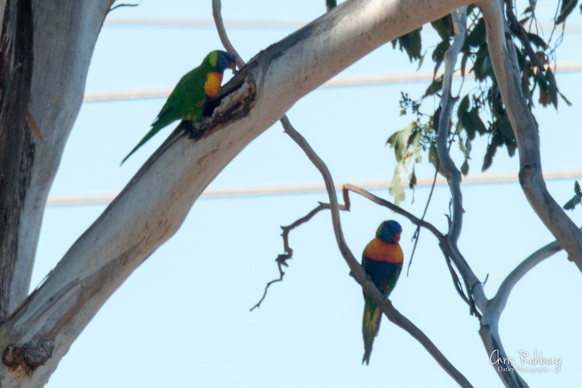 Rainbow Lorikeet - Chris Rehberg  | Sydney Birding