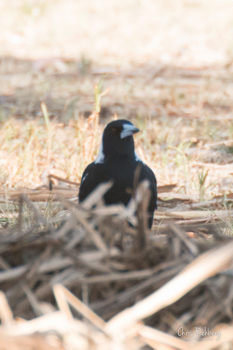 Australian Magpie - Chris Rehberg  | Sydney Birding
