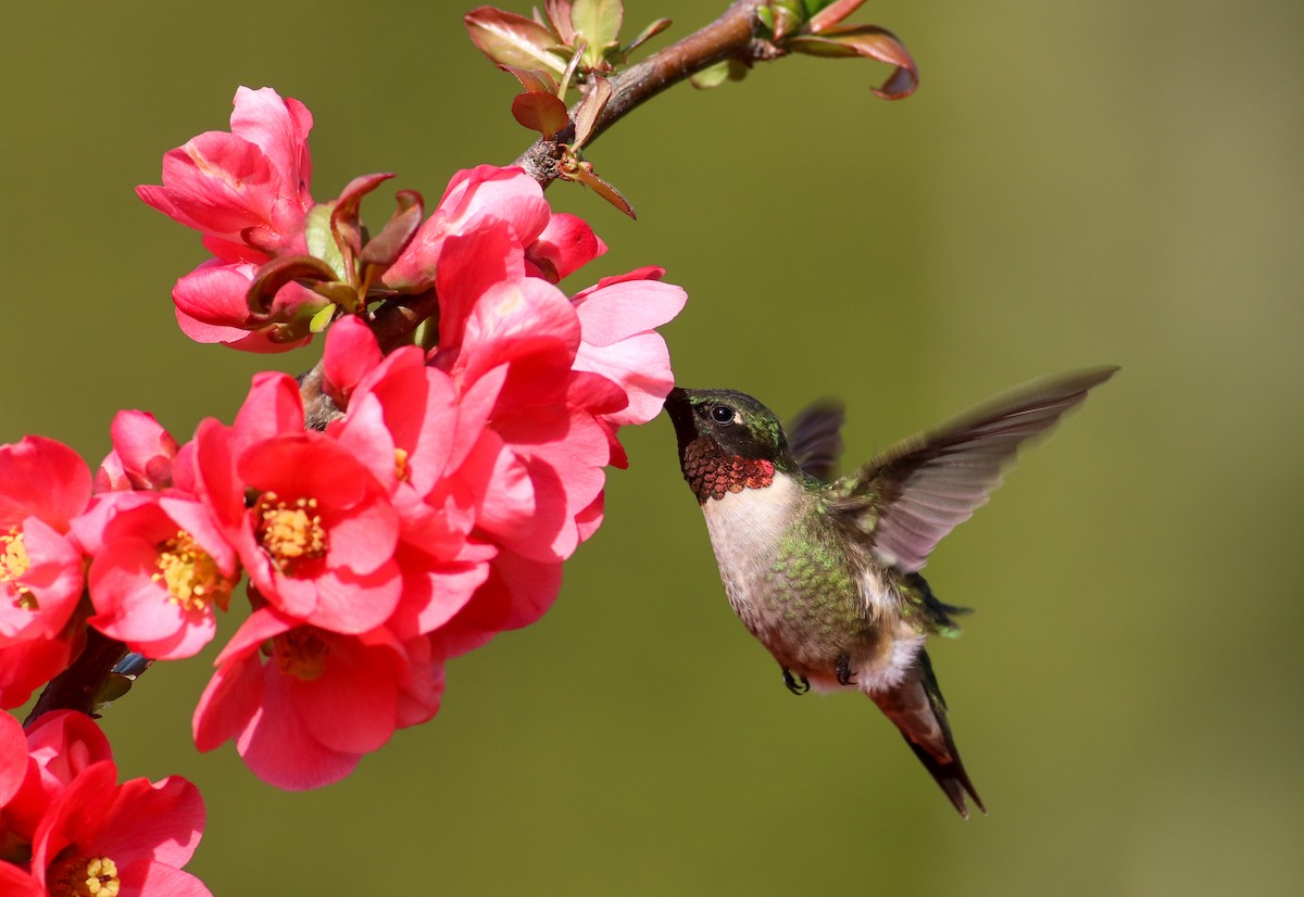 Ruby-throated Hummingbird - Nathan Dubrow