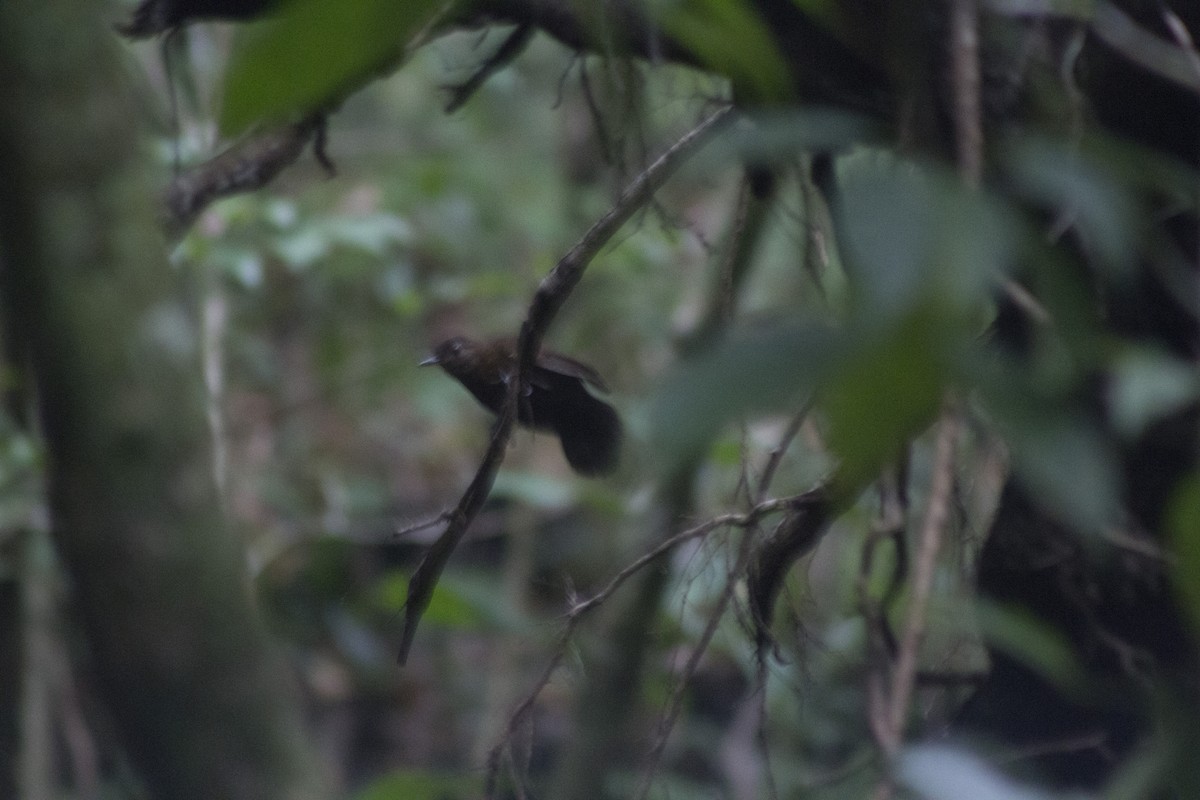 Scaly-throated Leaftosser - Enrique Heredia (Birding Tours)