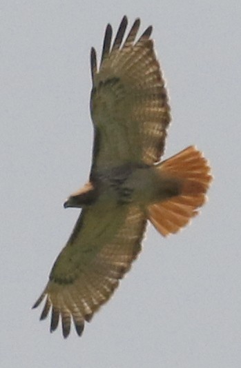 Red-tailed Hawk - ML100577441