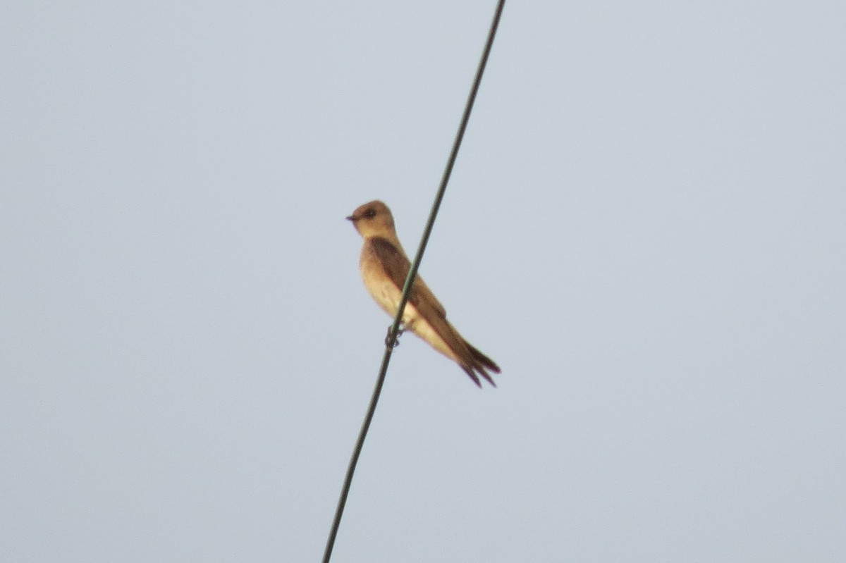 Northern Rough-winged Swallow - Brian Johnston
