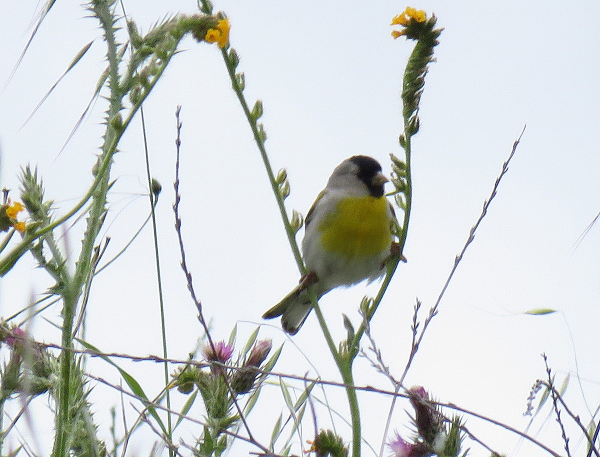Lawrence's Goldfinch - Casey Girard