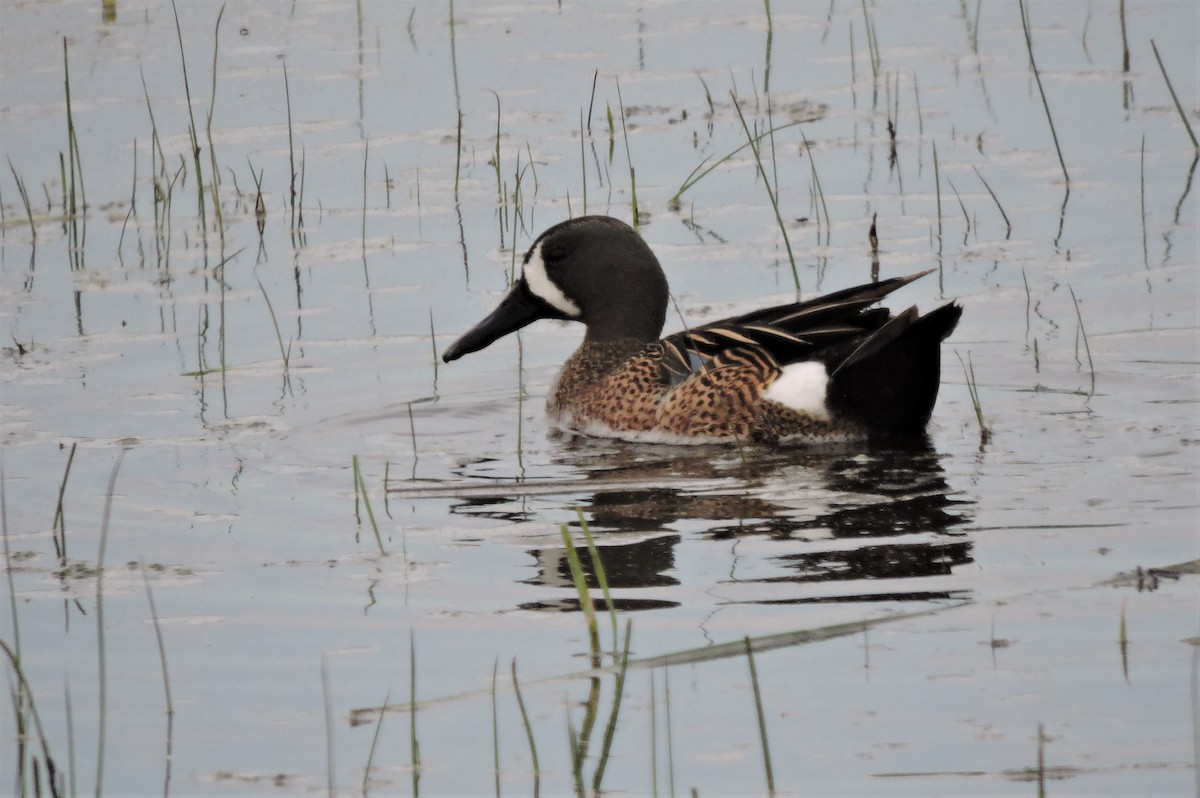 Blue-winged Teal - ML100582151