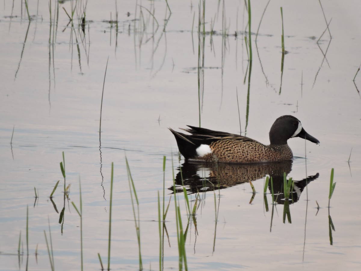 Blue-winged Teal - ML100582451