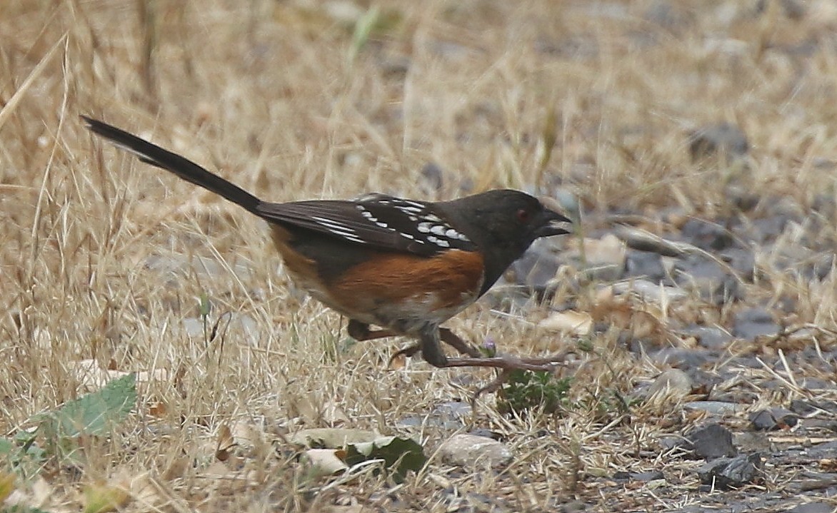 Spotted Towhee - ML100585631