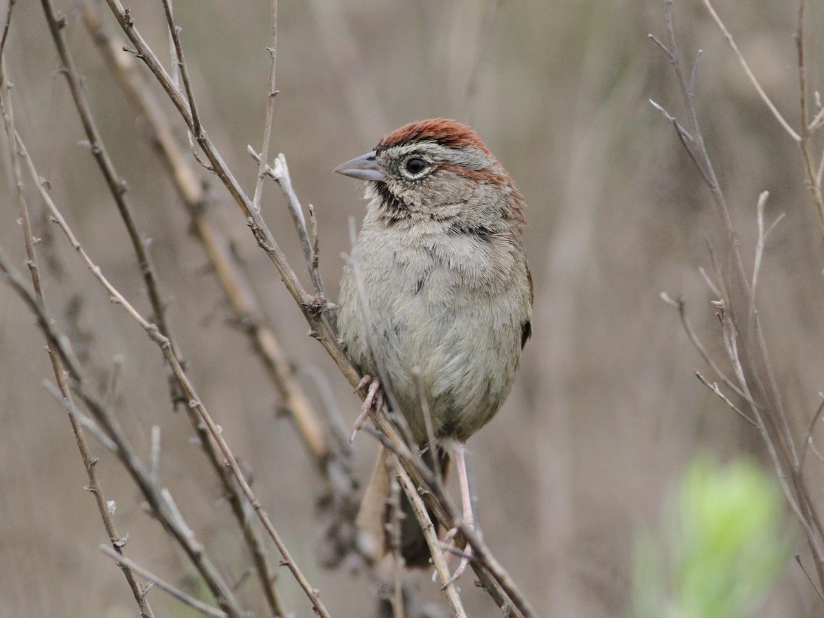 Rufous-crowned Sparrow - ML100585681