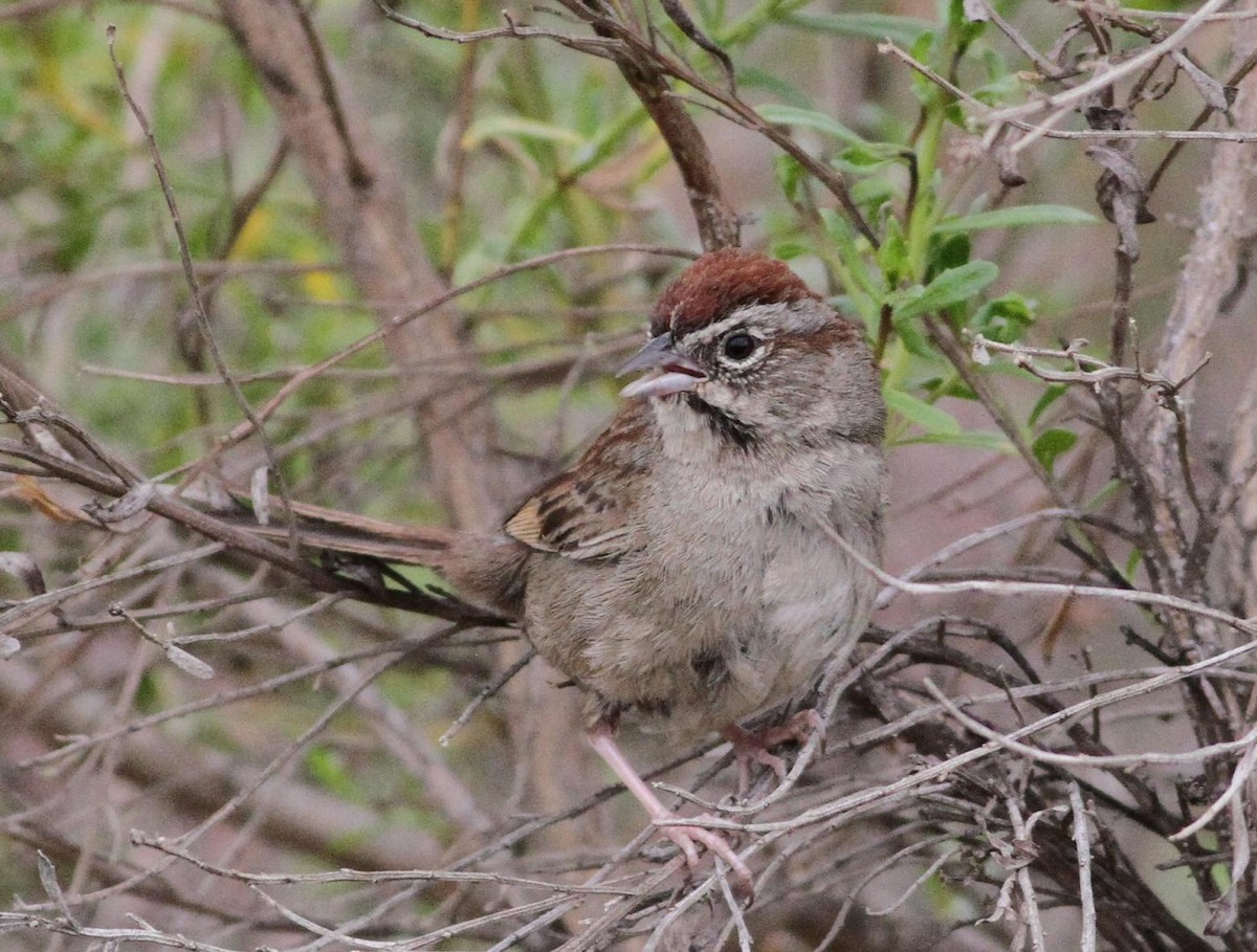 Rufous-crowned Sparrow - ML100585761