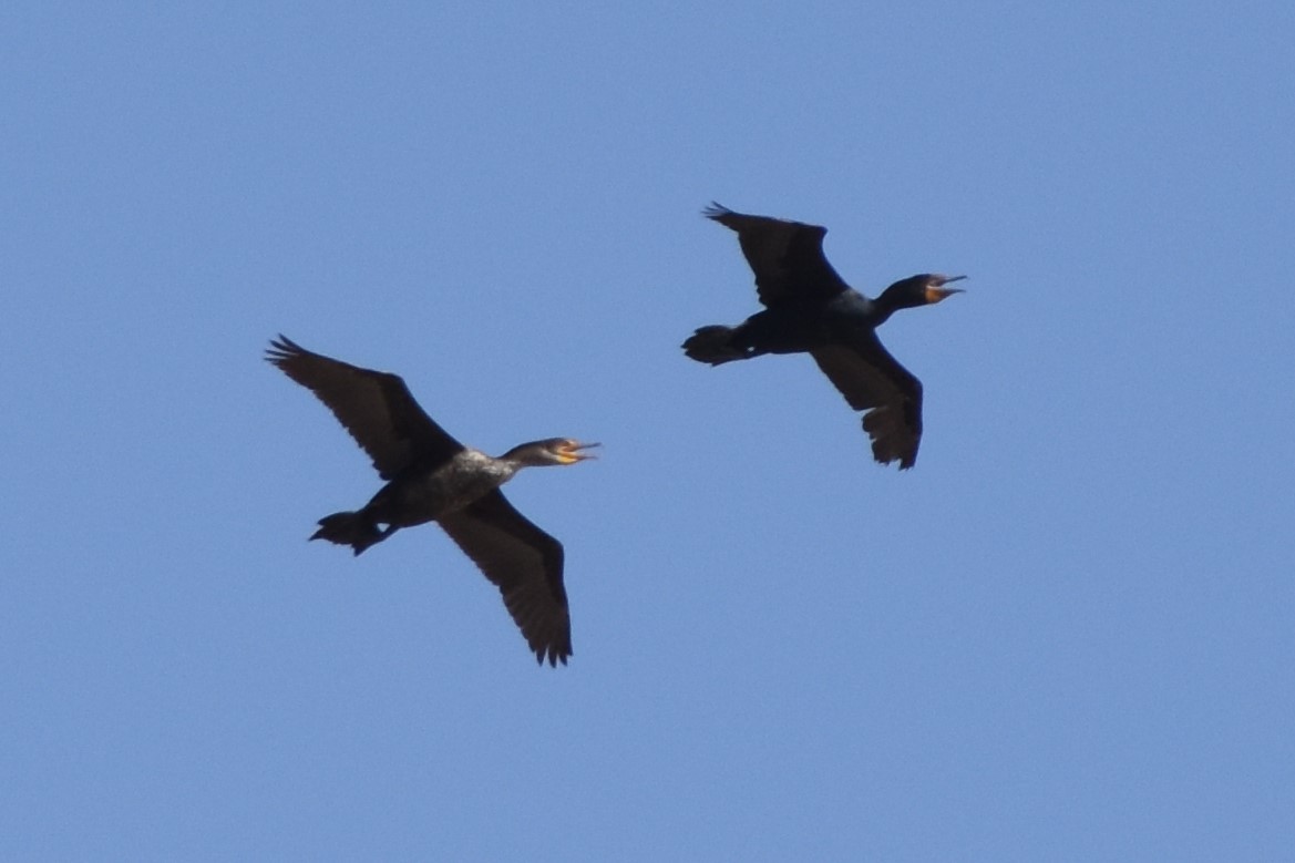 Double-crested Cormorant - Gillian  Richards
