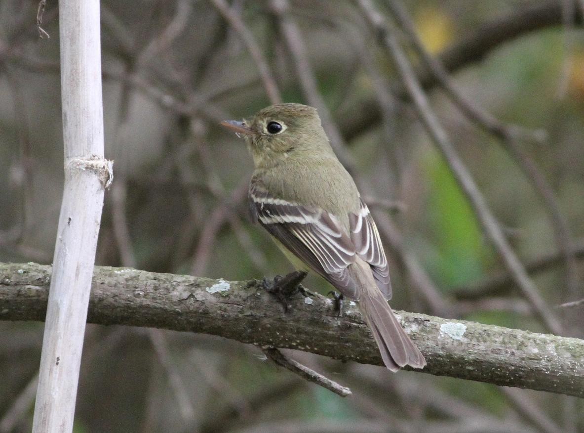 Western Flycatcher (Pacific-slope) - Eve Martin