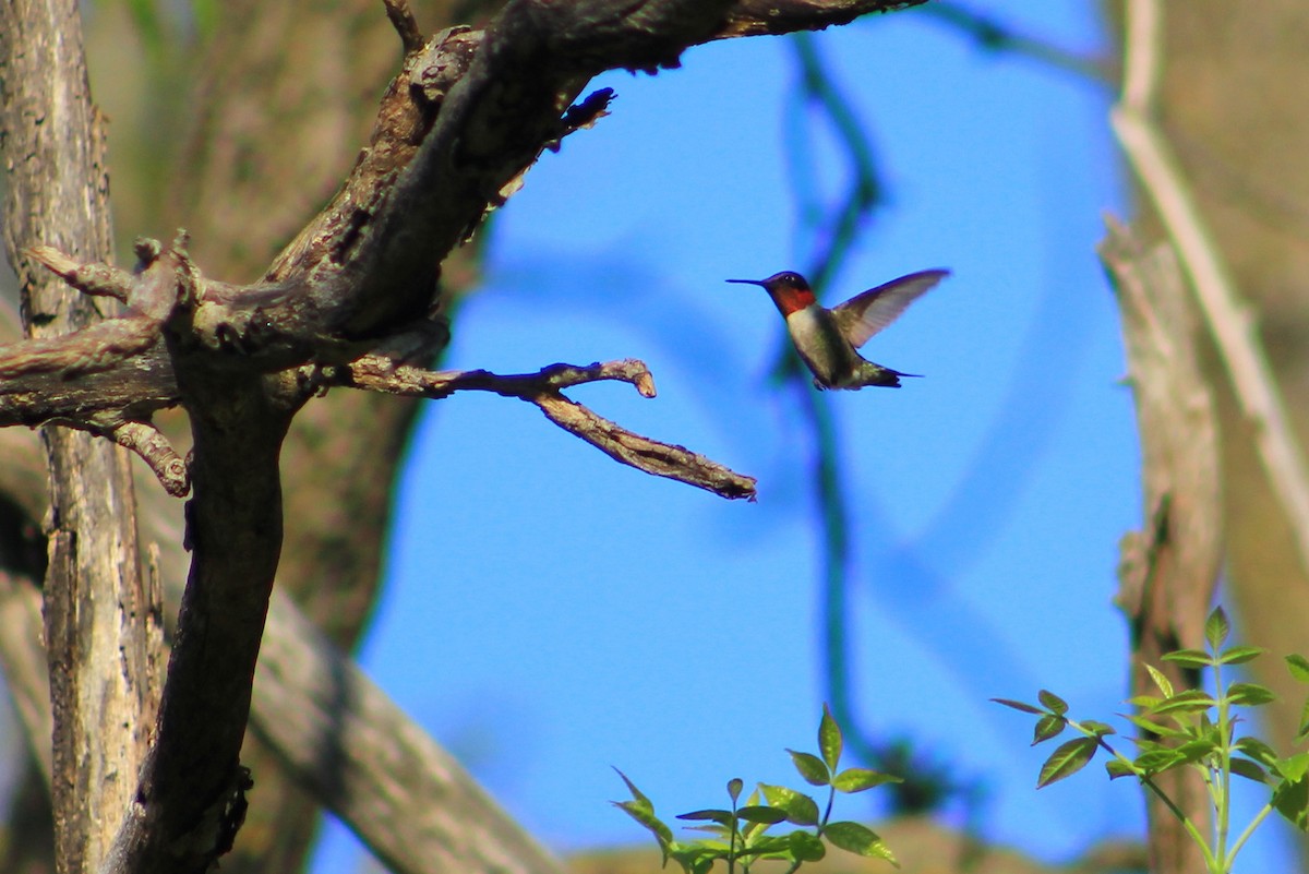 Ruby-throated Hummingbird - Dave Z.
