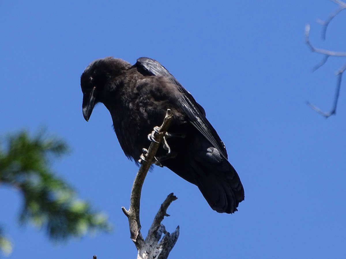 Common Raven - ML100590461