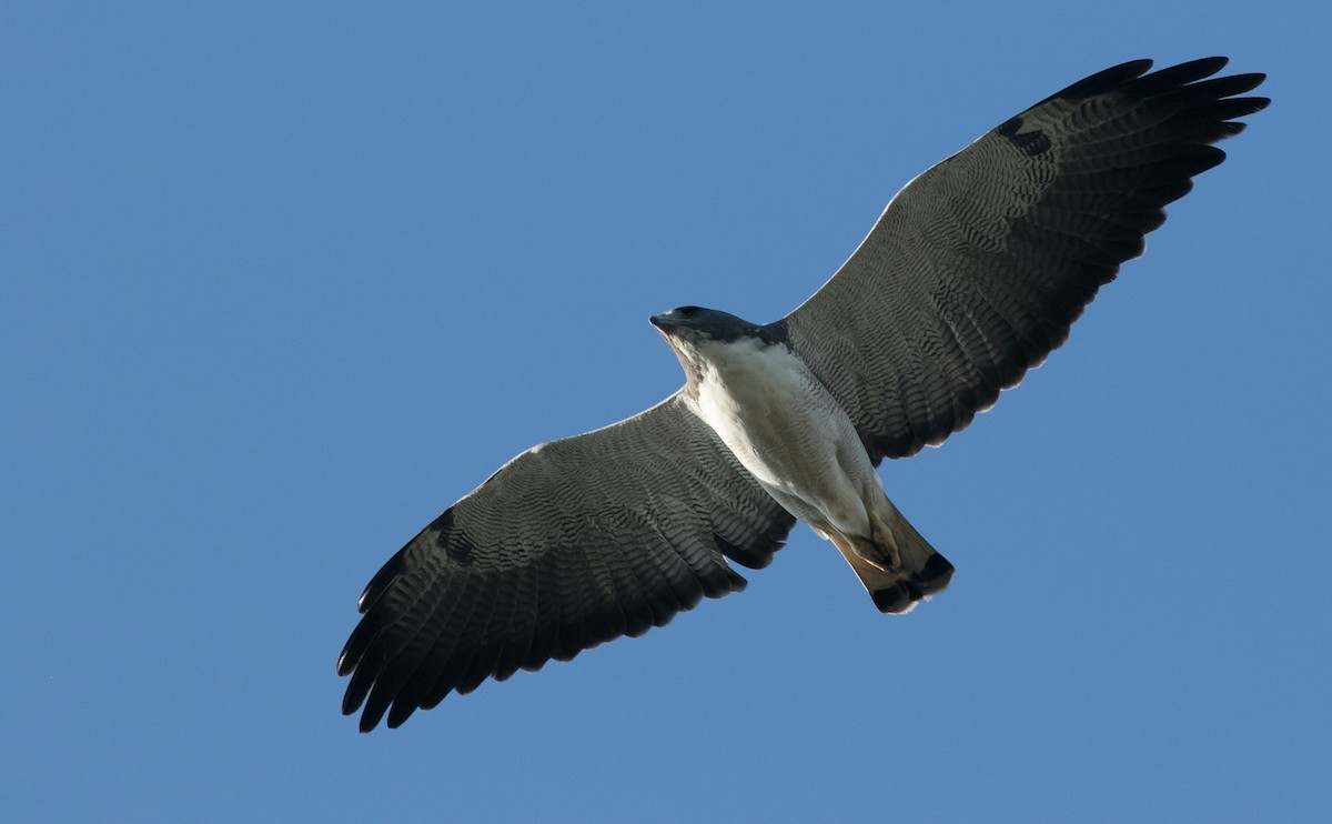 White-tailed Hawk - Andrew Dreelin