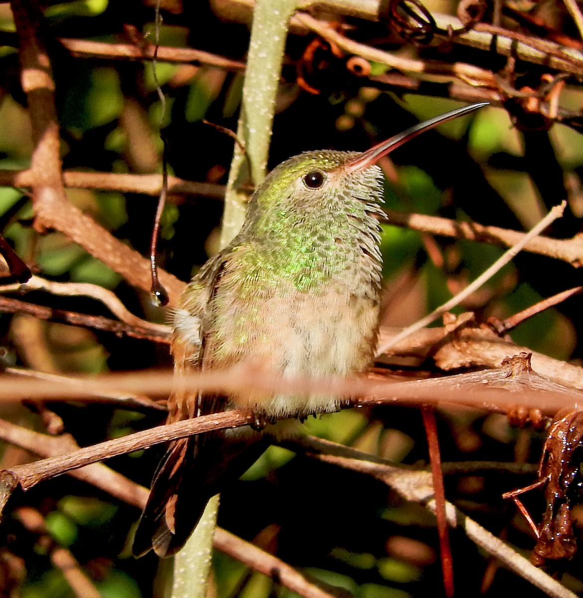 Buff-bellied Hummingbird - Van Remsen