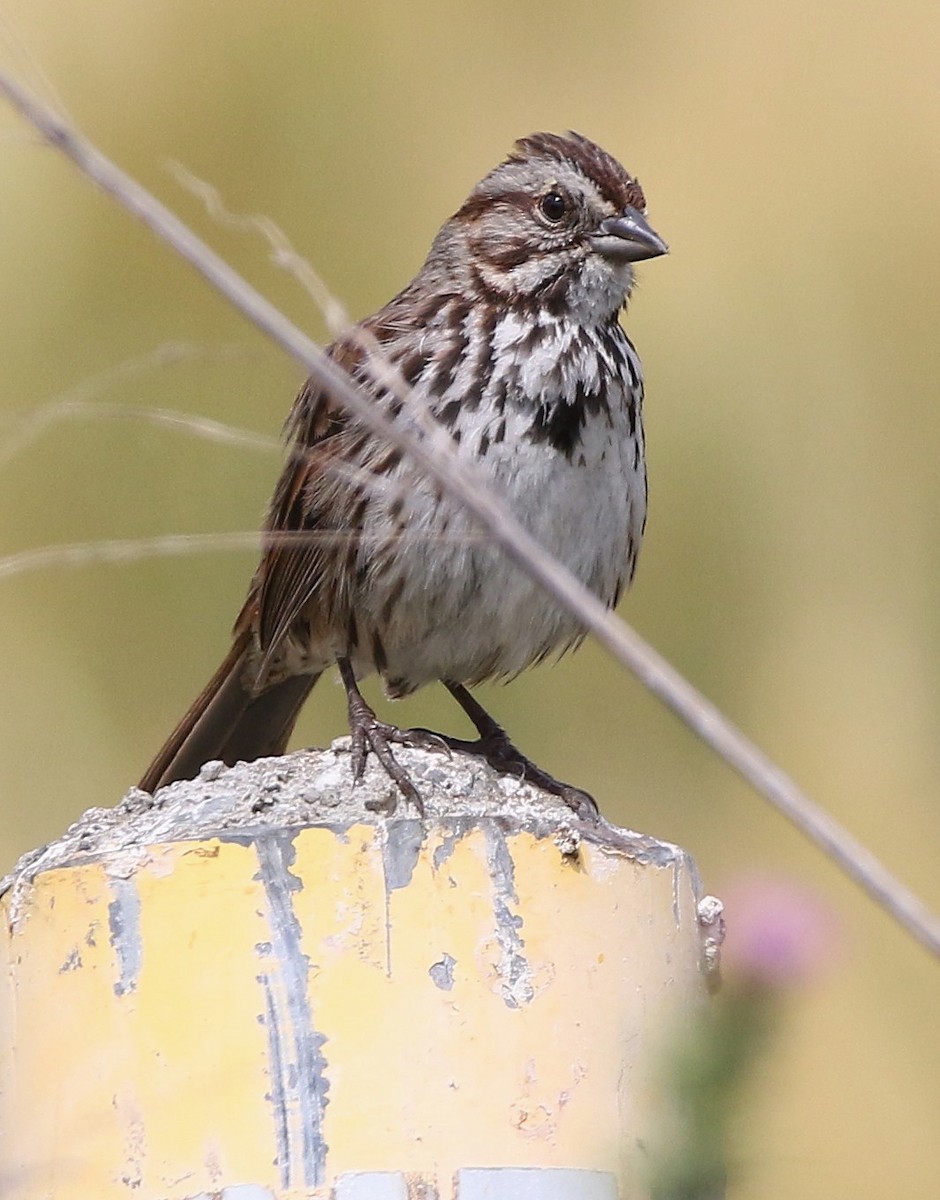 Song Sparrow - Breck Breckenridge