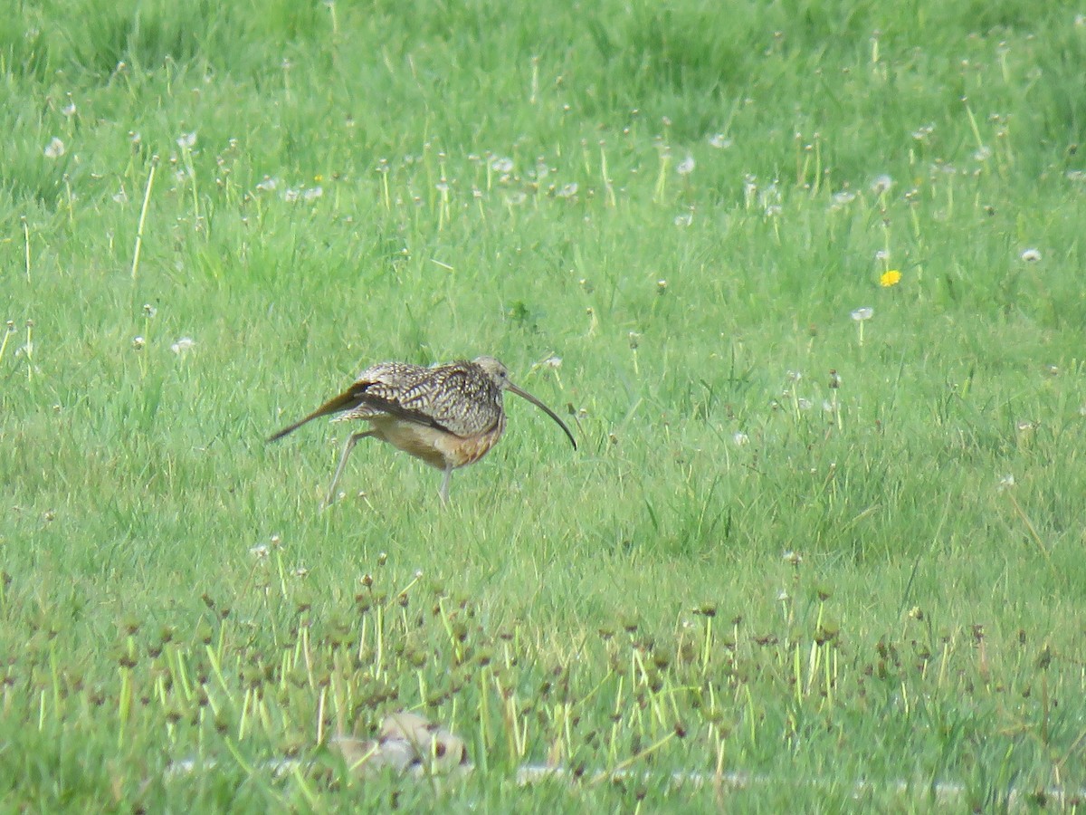 Long-billed Curlew - ML100594071