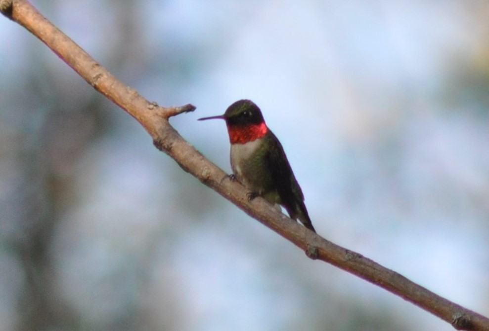 Ruby-throated Hummingbird - David Mroczkowski