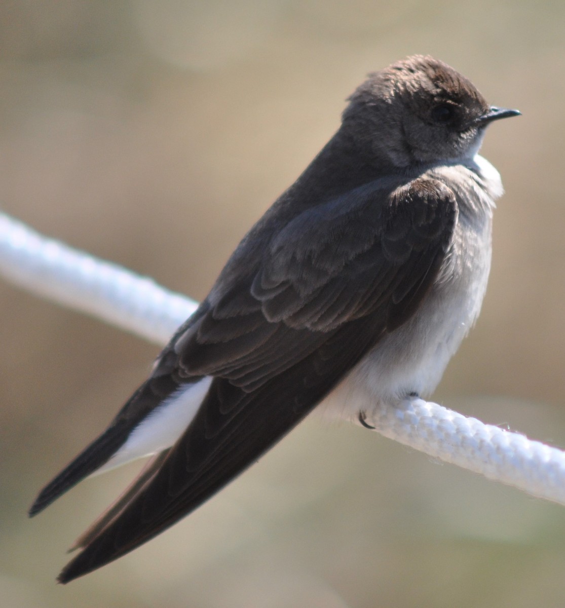 Northern Rough-winged Swallow - David Mroczkowski