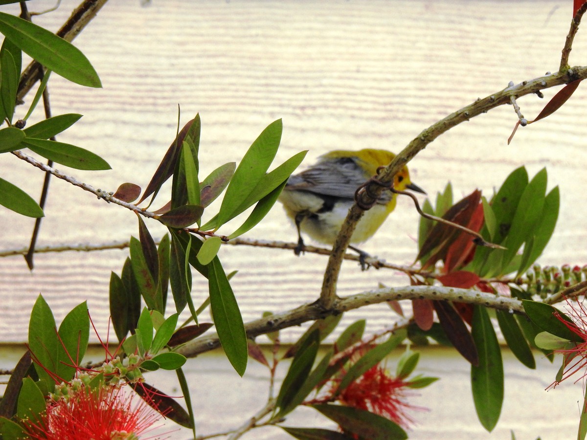 Prothonotary Warbler - Steve Butterworth